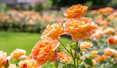 Роза леди оф шалот: совершенство формы и яркость цвета