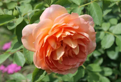 Фото розы леди оф шалот - выберите формат, который подчеркнет красоту цветка