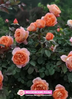 Фото розы леди оф шалот: воплощение элегантности и роскоши
