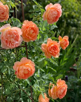 Великолепная картинка розы леди оф шалот - достойное украшение вашего интерьера