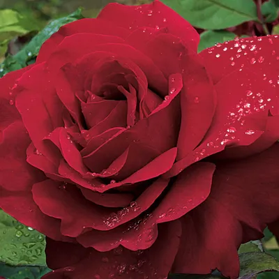 Фото розы для скачивания в jpg