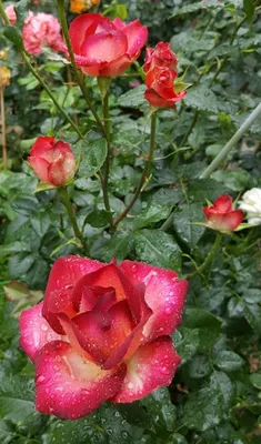 Фото розы с возможностью выбора размера
