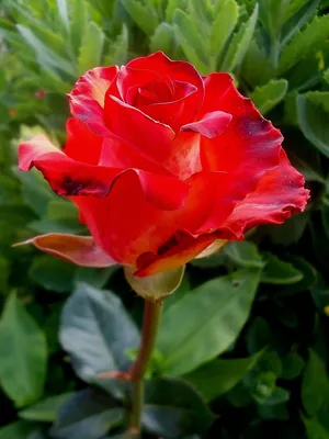 Прекрасная картинка розы для скачивания