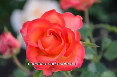 Макро съемка розы с высоким разрешением
