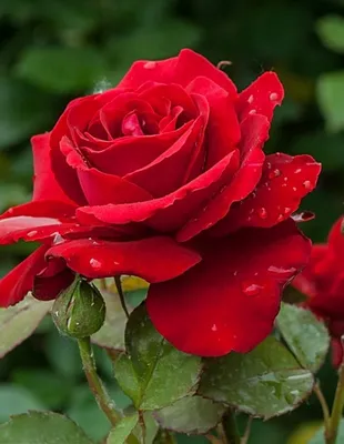 Фотография розы в формате jpg с возможностью скачивания