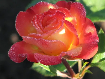 Фото розы с разными размерами и форматами