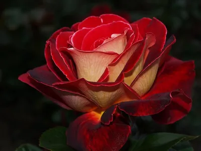 Уникальное изображение розы