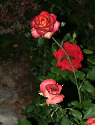 Роза легенда: красивая картинка розы