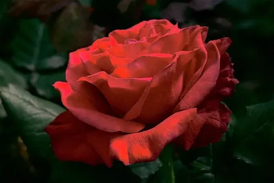Удивительная фотография розы в различных форматах