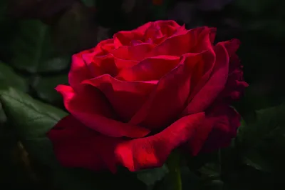 Высококачественное изображение розы для скачивания