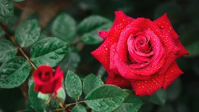 Забройное изображение розы