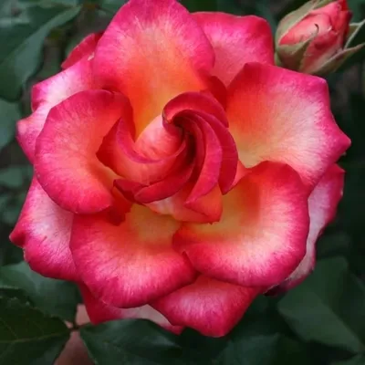 Изумительное изображение розы для скачивания