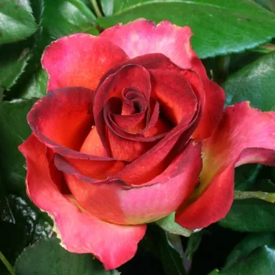 Фантастическая фотка розы