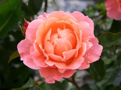 Шикарное изображение розы