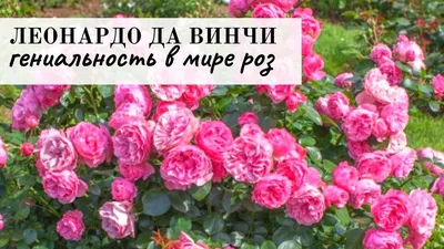 Фотка Розы Леонардо да Винчи: настройте размер по вашему усмотрению