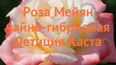 Роза летиция каста: фото с привлекательными оттенками