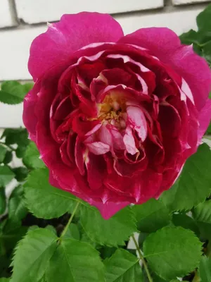 Роза летс селебрейт: маленький размер, формат jpg
