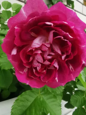 Картинка розы летс селебрейт: большой размер, формат jpg