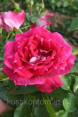 Изображение розы летс селебрейт: качество высокого разрешения, формат jpg