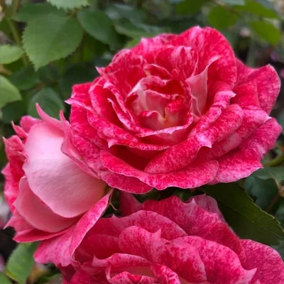 Фотка розы летс селебрейт: средний размер, формат jpg