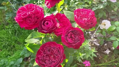 Фотка розы летс селебрейт: средний размер, формат jpg