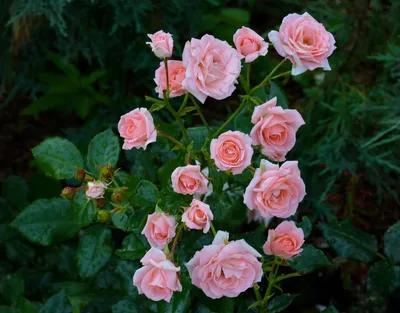 Вебп формат фото розы Лидия