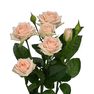 Изображение розы Лидия: доступные форматы