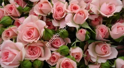 Фотка розы Лидия в webp формате