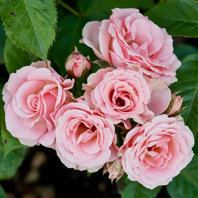 Вебп формат фото розы Лидия