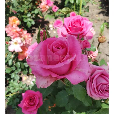 Картинка розы Лидия: доступные форматы изображения