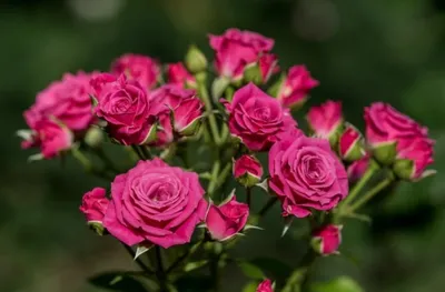 Изображение розы Лидия: скачать в png и webp