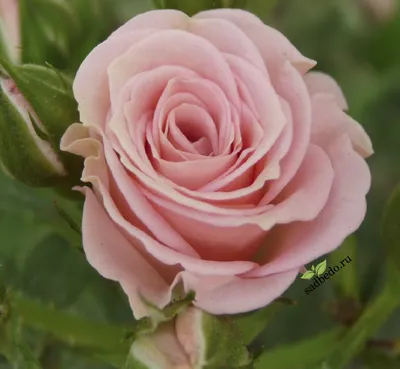 Фотка розы Лидия в формате webp