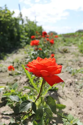 Роза лидка фотографии