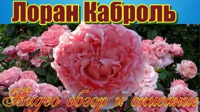 Фото розы лоран каброль, которое запечатлевает ее нежность и изысканность