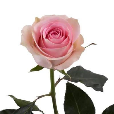 Фотка розы лучано в высоком разрешении