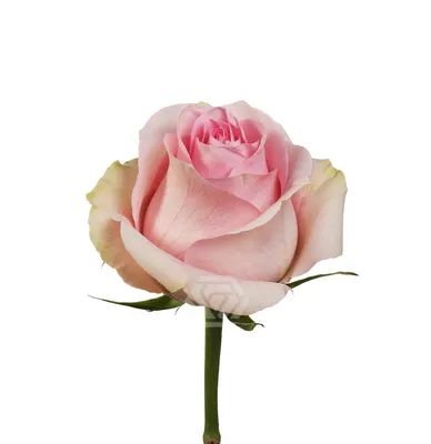 Картинка розы лучано для использования в блогах и статьях