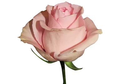 Изображение розы лучано для оформления фотоколлажей
