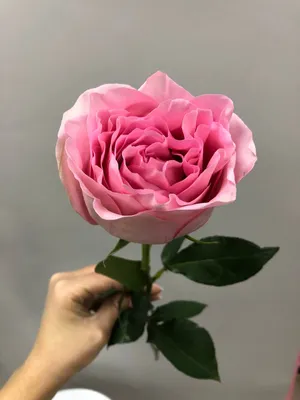 Фото розы лучано с эффектом глубины