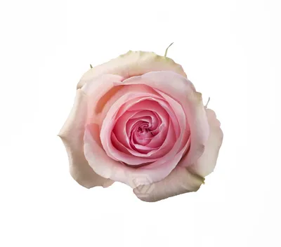 Изображение розы лучано в формате png для добавления на фон