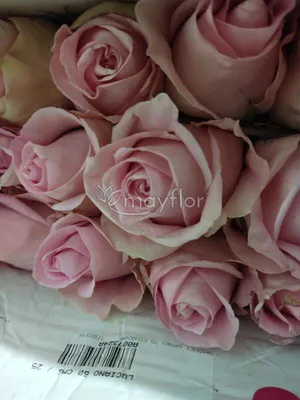 Фотография розы лучано с элегантной композицией