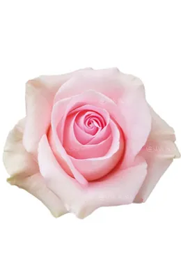 Роза лучано: красивая картинка с яркими цветами