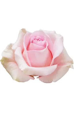 Фото розы лучано с плавными переходами оттенков