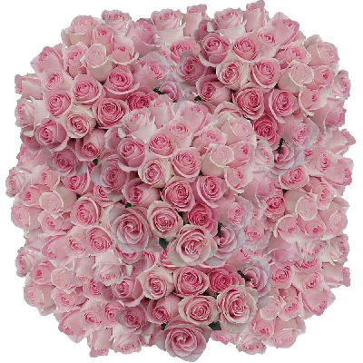 Изображение розы лучано в формате webp для быстрой загрузки