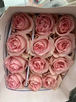 Фото розы лучано в формате png для скачивания