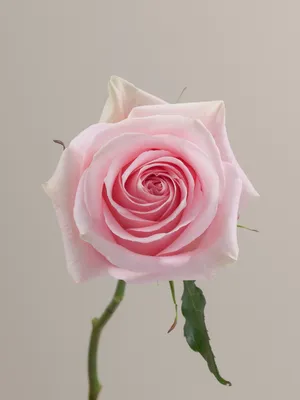Роза лучано: фотка с четкими контурами и детализацией