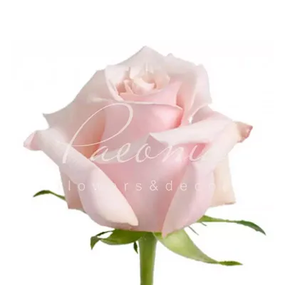 Фото розы лучано в формате jpg для использования в различных проектах