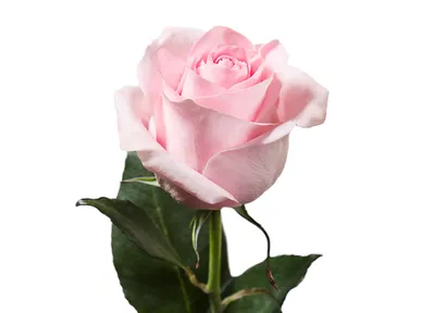 Фотография розы лучано в натуральных тонах