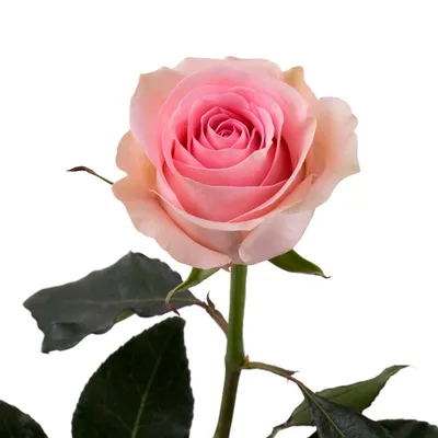 Фото розы лучано с потрясающими деталями лепестков