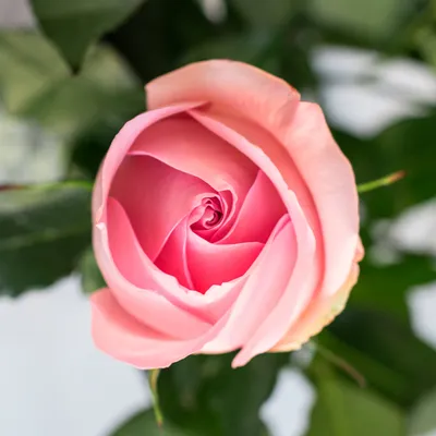 Изображение розы лучано в формате png для сохранения прозрачности