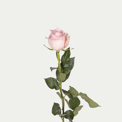 Фотография розы лучано с яркими акцентами